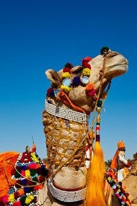 Colourfully decorated camels during the annual Jaisalmer Desert Festival, a showcase of Rajasthani folk culture and arts.