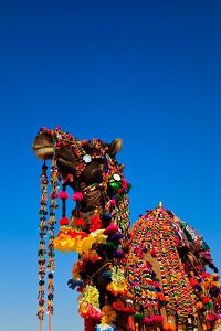 Colourfully decorated camels during the annual Jaisalmer Desert Festival, a showcase of Rajasthani folk culture and arts.