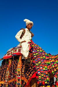 Men wearing ceremonial clothing and riding colourfully decorated camels during the annual Jaisalmer Desert Festival, a showcase of Rajasthani folk culture and arts.