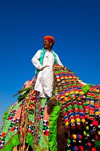 Men wearing ceremonial clothing and riding colourfully decorated camels during the annual Jaisalmer Desert Festival, a showcase of Rajasthani folk culture and arts.