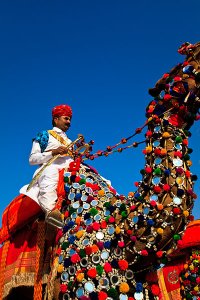 Men wearing ceremonial clothing and riding colourfully decorated camels during the annual Jaisalmer Desert Festival, a showcase of Rajasthani folk culture and arts.