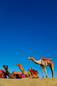 Colourfully decorated camels located at Sam sand dunes during the annual Jaisalmer Desert Festival, a showcase of Rajasthani folk culture and arts.