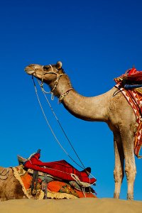 Colourfully decorated camels located at Sam sand dunes during the annual Jaisalmer Desert Festival, a showcase of Rajasthani folk culture and arts.