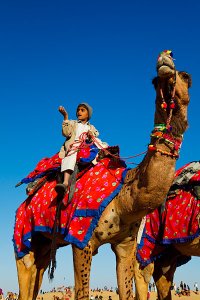 Colourfully decorated camels located at Sam sand dunes during the annual Jaisalmer Desert Festival, a showcase of Rajasthani folk culture and arts.