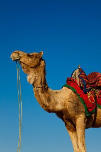 Colourfully decorated camels located at Sam sand dunes during the annual Jaisalmer Desert Festival, a showcase of Rajasthani folk culture and arts.