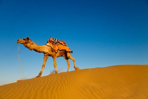 Dramatic scenery on a camel safari located 5km from Sam sand dunes during the annual Jaisalmer Desert Festival, a showcase of Rajasthani folk culture and arts.