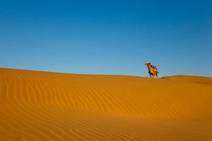 Dramatic scenery on a camel safari located 5km from Sam sand dunes during the annual Jaisalmer Desert Festival, a showcase of Rajasthani folk culture and arts.