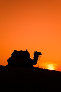 Dramatic sunset scenery on a camel safari located 5km from Sam sand dunes during the annual Jaisalmer Desert Festival, a showcase of Rajasthani folk culture and arts.