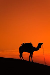 Dramatic sunset scenery on a camel safari located 5km from Sam sand dunes during the annual Jaisalmer Desert Festival, a showcase of Rajasthani folk culture and arts.