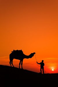 Dramatic sunset scenery on a camel safari located 5km from Sam sand dunes during the annual Jaisalmer Desert Festival, a showcase of Rajasthani folk culture and arts.