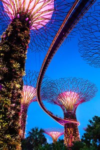 A view of the Supertree Grove, home to enclaves of unique and exotic plants, and the elevated walkway known as the OCBC Skyway, located within Gardens by the Bay which are adjacent to the Marina Reservoir.