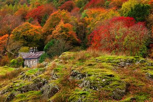 Traditional Lakeland houses as seen during Autumn in Rydal Village, located within the English Lake District National Park.